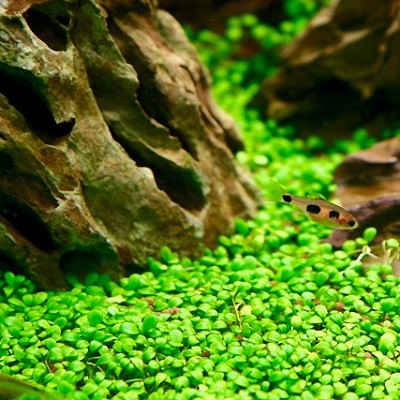 Glossostigma elantinoides in pot @
