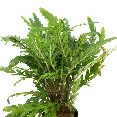Hygrophila pinnatifida in pot