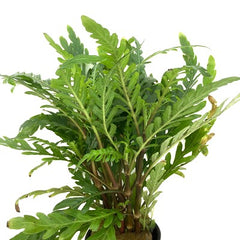 Hygrophila pinnatifida in pot