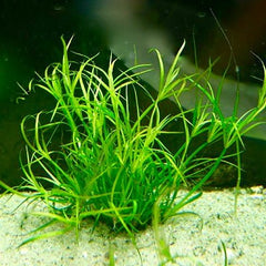 Juncus Repens in pot #