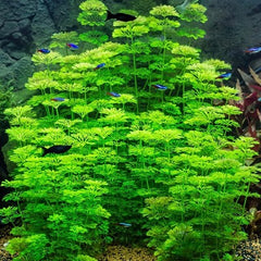 Limnophila sessiliflora in pot #