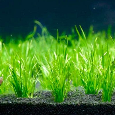 Lilaeopsis mauritiana @