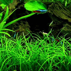 Lilaeopsis (novea zealandiae) pot #