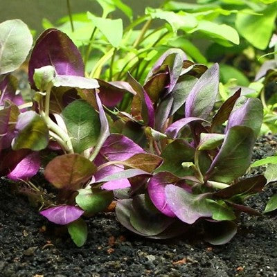 Lobelia cardinalis in pot #