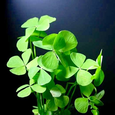 Marsilea hirsuta