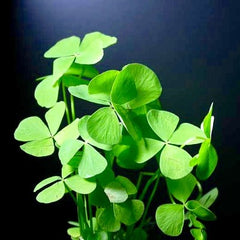 Marsilea hirsuta