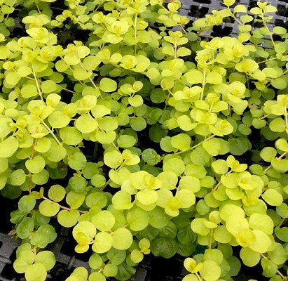 Lysimachia nummularia aurea in pot