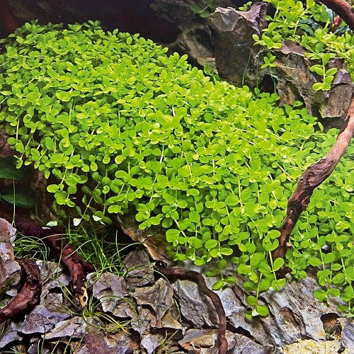 Aquascape configurator