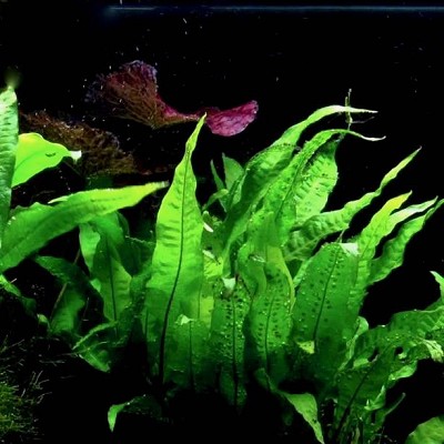 Microsorum pteropus in pot @