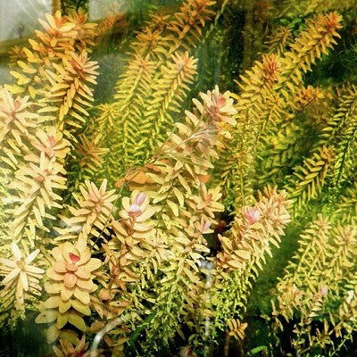 Rotala indica in pot