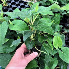 Saururus cernuus in pot @