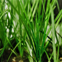 Vallisneria natans in pot