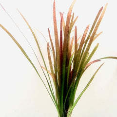 Vallisneria spiralis red in pot