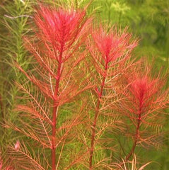 Myriophyllum matagrossense in pot