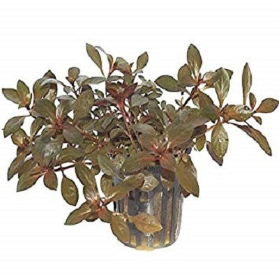 Ludwigia repens diamond red @