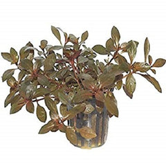 Ludwigia repens diamond red @