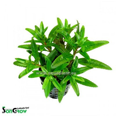 Proserpinaca palustris in pot