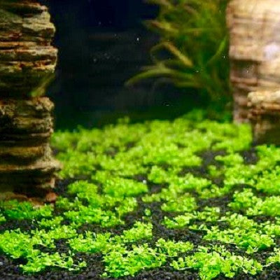 Hemianthus callitrichoides in pot