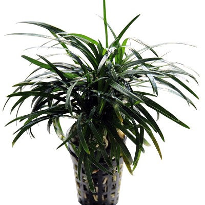 Ophiopogon kyoto in pot