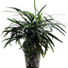 Ophiopogon kyoto in pot @