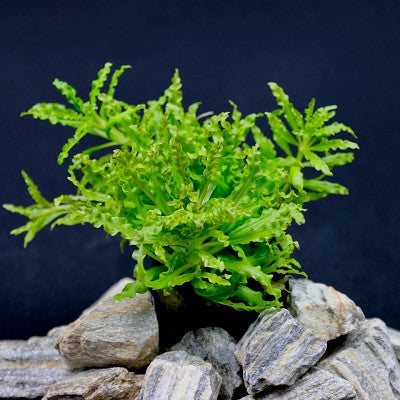 Pogostemon helferi in pot  #