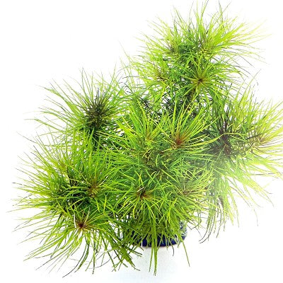 Pogostemon erectus in pot @