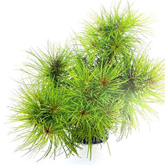Pogostemon erectus in pot @