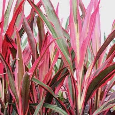 Cordyline red edge in pot