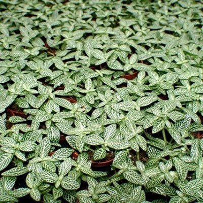Fittonia mini white in pot