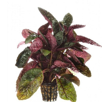 Hemigraphis colorata in pot