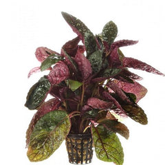 Hemigraphis colorata in pot
