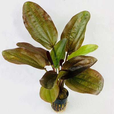 Echinodorus phyton in pot