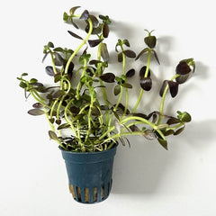 Bacopa salzmannii purple in pot @