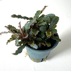 Bucephelandra blue green in pot