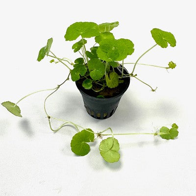 Hydrocotyle leucocephala in pot #