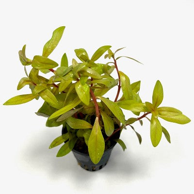 Ammania pedicellata gold in pot @