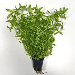 Gratiola viscidula in pot #