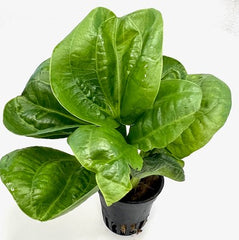 Echinodorus horizontalis in pot