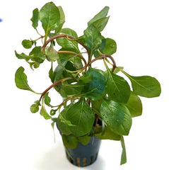 Ludwigia sp. mesacana in pot