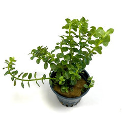 Rotala sp. green in pot