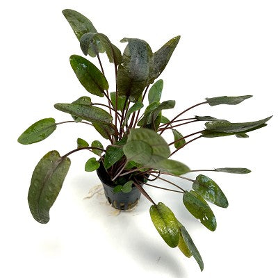 Cryptocoryne wendtii tropica in pot #