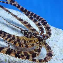 Wunderpus photogenicus