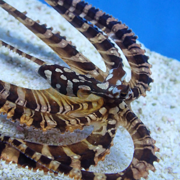 Wunderpus photogenicus