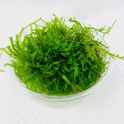 Peacock moss in 80 cc. cup @