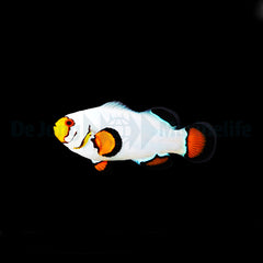 Amphiprion ocellaris (Wyoming White) - DJM Bred
