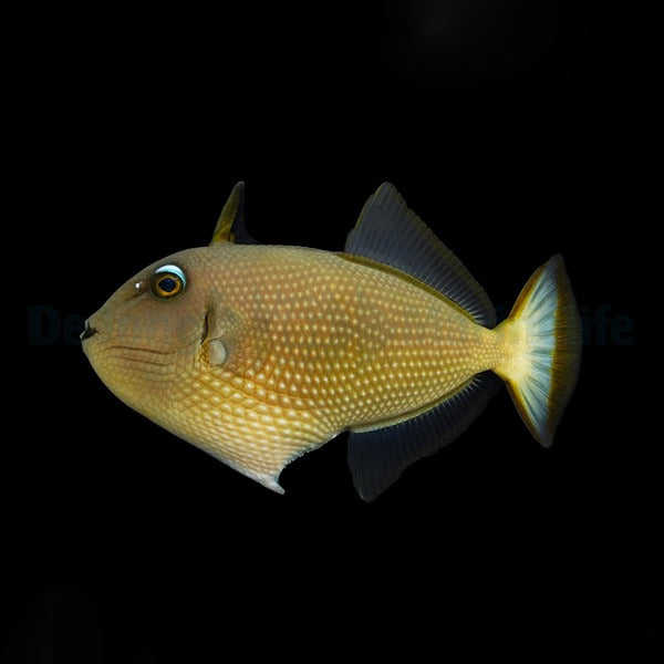 Xanthichthys auromarginatus (female)