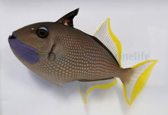 Xanthichthys auromarginatus (male)