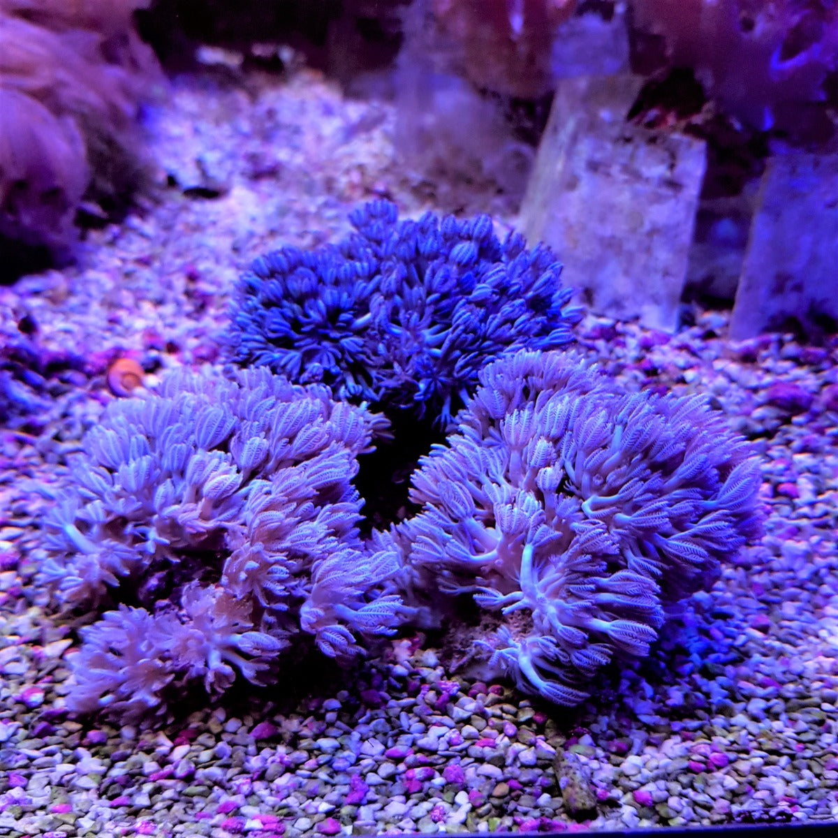 Xenia spp. (Pumping)