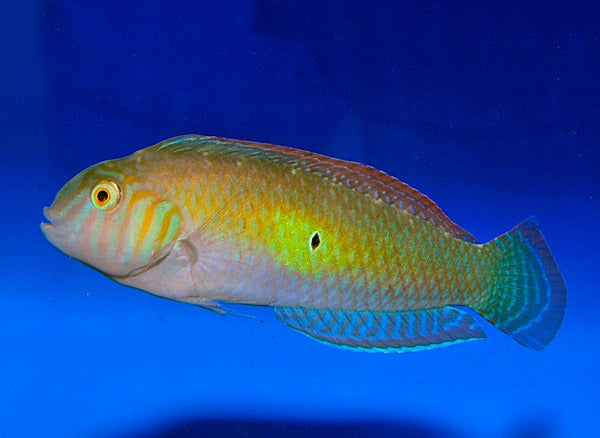 Xyrichthys splendens (male)
