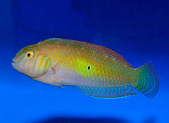 Xyrichthys splendens (male)